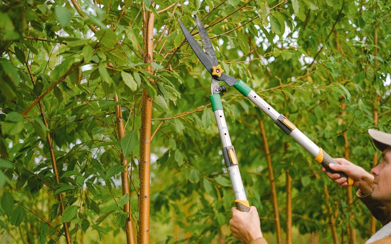 Tree trimming in Shawano, WI